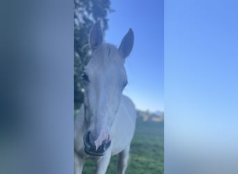 Oostenrijks warmbloed, Hengst, 2 Jaar, 164 cm, Palomino