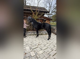 Oostenrijks warmbloed, Hengst, 2 Jaar, 167 cm, Zwart