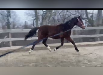 Oostenrijks warmbloed, Hengst, 2 Jaar, Bruin