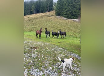 Oostenrijks warmbloed, Hengst, 2 Jaar, Donkerbruin