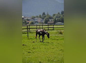 Oostenrijks warmbloed, Hengst, 2 Jaar, Gevlekt-paard