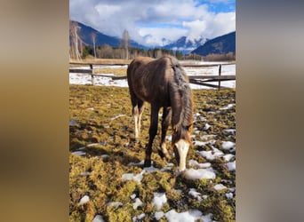 Oostenrijks warmbloed, Hengst, 2 Jaar, kan schimmel zijn
