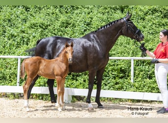 Oostenrijks warmbloed, Hengst, 2 Jaar, Vos