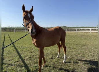 Oostenrijks warmbloed, Hengst, 2 Jaar, Vos