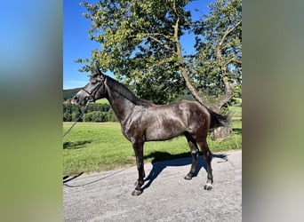Oostenrijks warmbloed, Hengst, 3 Jaar, 163 cm, Zwartschimmel