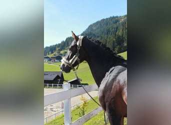 Oostenrijks warmbloed, Hengst, 3 Jaar, 168 cm, Bruin