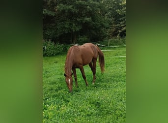 Oostenrijks warmbloed, Hengst, 3 Jaar, 168 cm, Vos
