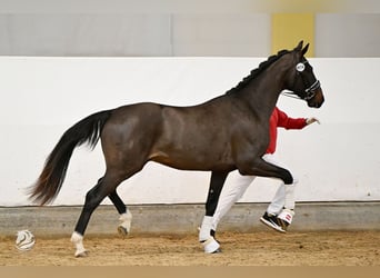 Oostenrijks warmbloed, Hengst, 3 Jaar, 169 cm