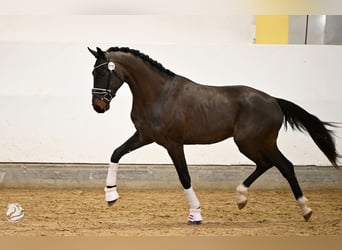 Oostenrijks warmbloed, Hengst, 3 Jaar, 169 cm