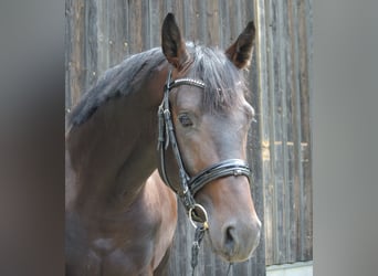 Oostenrijks warmbloed, Hengst, 3 Jaar, 174 cm, Brauner