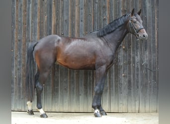 Oostenrijks warmbloed, Hengst, 3 Jaar, 174 cm, Brauner