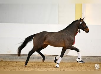 Oostenrijks warmbloed, Hengst, 3 Jaar, 176 cm, Donkerbruin