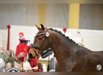 Oostenrijks warmbloed, Hengst, 3 Jaar, 176 cm, Donkerbruin