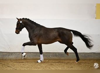 Oostenrijks warmbloed, Hengst, 3 Jaar, 176 cm, Donkerbruin