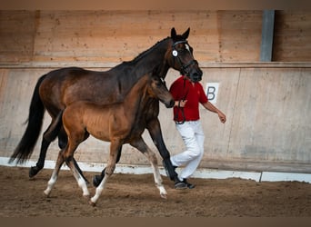 Oostenrijks warmbloed, Hengst, 3 Jaar, Donkerbruin