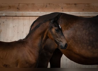 Oostenrijks warmbloed, Hengst, 3 Jaar, Donkerbruin