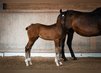 Oostenrijks warmbloed, Hengst, 3 Jaar, Donkerbruin