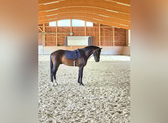 Oostenrijks warmbloed, Hengst, 4 Jaar, 168 cm, Bruin