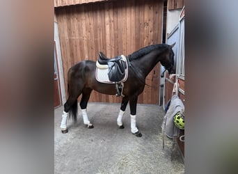Oostenrijks warmbloed, Hengst, 4 Jaar, 168 cm