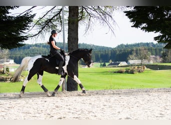 Oostenrijks warmbloed, Hengst, 6 Jaar, 168 cm, Gevlekt-paard