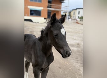 Oostenrijks warmbloed, Hengst, Veulen (04/2025), 164 cm, Zwart