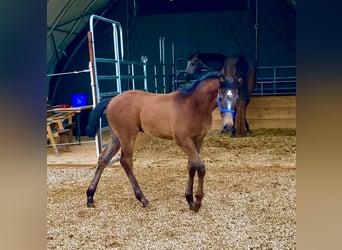 Oostenrijks warmbloed, Hengst, veulen (03/2024), 168 cm, Appelschimmel