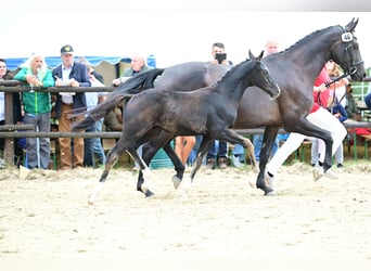 Oostenrijks warmbloed, Hengst, Veulen (05/2026), 168 cm, Zwart