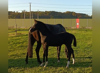 Oostenrijks warmbloed, Hengst, Veulen (05/2026), 168 cm, Zwart