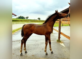 Oostenrijks warmbloed, Hengst, Veulen (04/2025), 170 cm, Donkerbruin