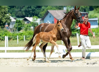 Oostenrijks warmbloed, Hengst, Veulen (05/2025), 170 cm, Donkere-vos
