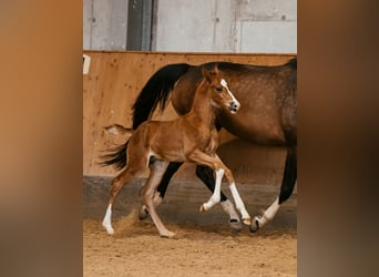 Oostenrijks warmbloed, Hengst, veulen (05/2024), 170 cm, Donkere-vos