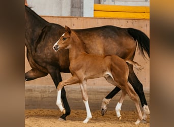 Oostenrijks warmbloed, Hengst, veulen (05/2024), 170 cm, Donkere-vos