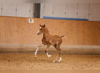 Oostenrijks warmbloed, Hengst, veulen (05/2024), 170 cm, Donkere-vos