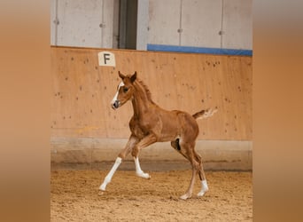 Oostenrijks warmbloed, Hengst, veulen (05/2024), 170 cm, Donkere-vos