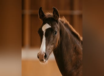 Oostenrijks warmbloed, Hengst, veulen (05/2024), 170 cm, Donkere-vos