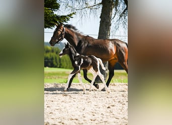 Oostenrijks warmbloed, Hengst, Veulen (04/2025), 170 cm, Gevlekt-paard