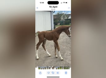 Oostenrijks warmbloed, Hengst, , 170 cm, Vos