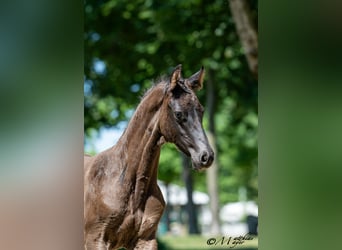 Oostenrijks warmbloed, Hengst, Veulen (05/2025), 170 cm, Zwart