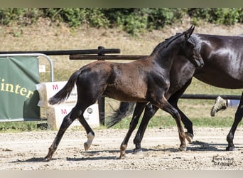 Oostenrijks warmbloed, Hengst, veulen (04/2024), 170 cm, Zwart