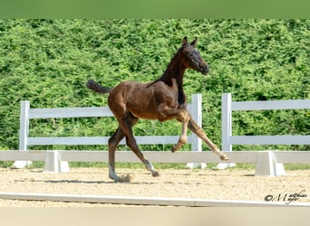 Oostenrijks warmbloed, Hengst, Veulen (03/2025), 170 cm, Zwartbruin