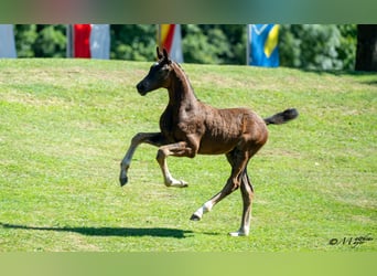 Oostenrijks warmbloed, Hengst, Veulen (03/2025), 170 cm, Zwartbruin