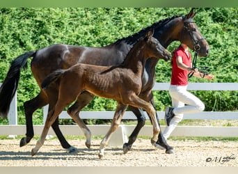 Oostenrijks warmbloed, Hengst, Veulen (03/2025), 170 cm, Zwartbruin