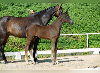 Oostenrijks warmbloed, Hengst, Veulen (03/2025), 170 cm, Zwartbruin