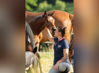 Oostenrijks warmbloed, Hengst, , 172 cm, Bruin