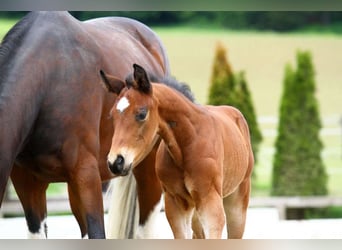Oostenrijks warmbloed, Hengst, Veulen (04/2025), 172 cm, Bruin