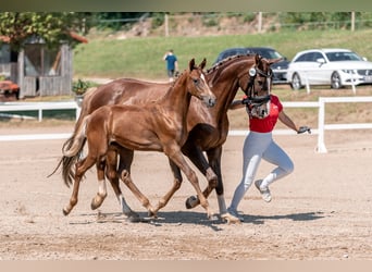 Oostenrijks warmbloed, Hengst, veulen (01/2024), 172 cm, Donkere-vos