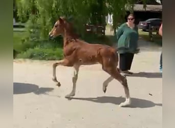 Oostenrijks warmbloed, Hengst, veulen (06/2024), Brauner