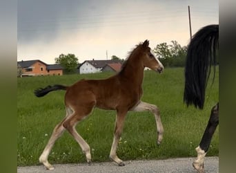 Oostenrijks warmbloed, Hengst, veulen (06/2024), Bruin