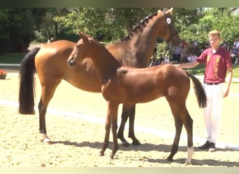 Oostenrijks warmbloed, Hengst, veulen (06/2024), Bruin