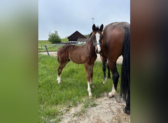 Oostenrijks warmbloed, Hengst, , Bruin